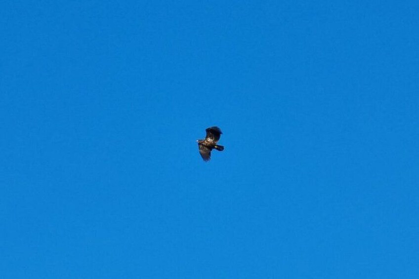 A bird in flight against a clear blue sky. 3