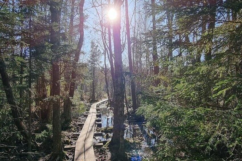 A forested area with a wooden walkway and a small stream. 5