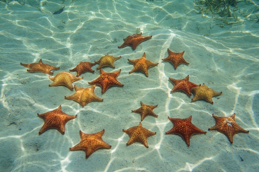 Cozumel Reef Snorkeling Tour