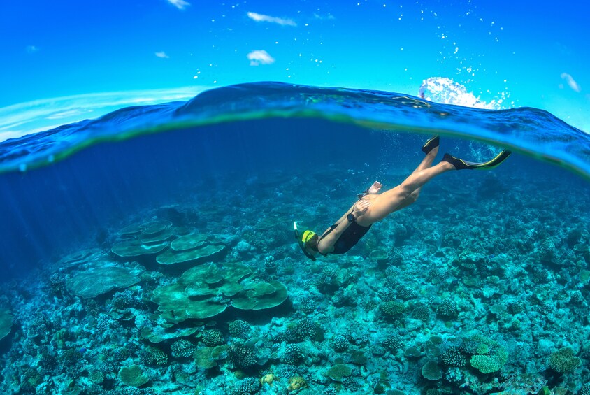 Cozumel Reef Snorkeling Tour