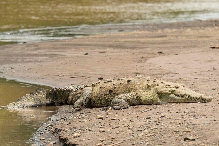 Un cocodrilo descansando en la orilla fangosa cerca del agua. 2