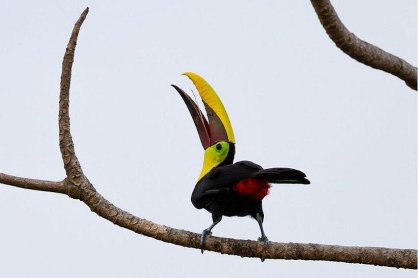 Un pájaro con un pico grande amarillo y rojo posado en una rama. 3