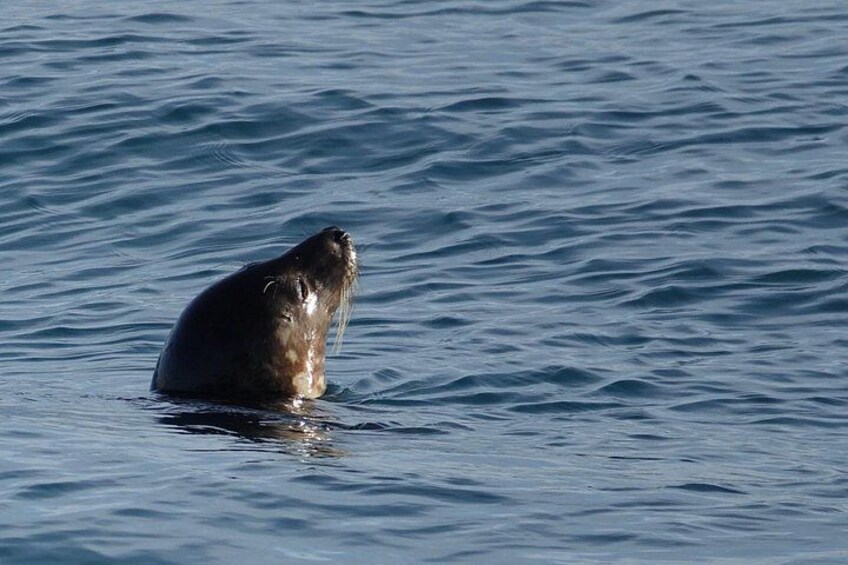 A seal floating on calm water. 3