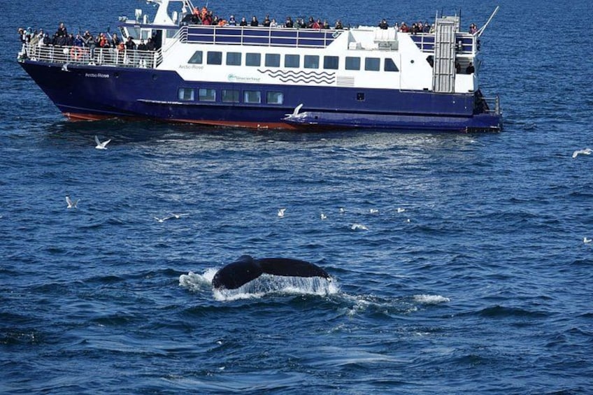 A whale breaching near a boat with passengers. 1