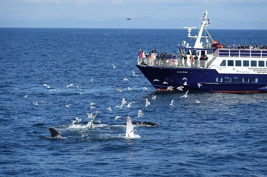 Un barco grande con gente en la cubierta y varias ballenas en el agua. 2