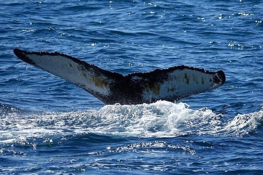 A whale tail breaching the ocean surface. 5