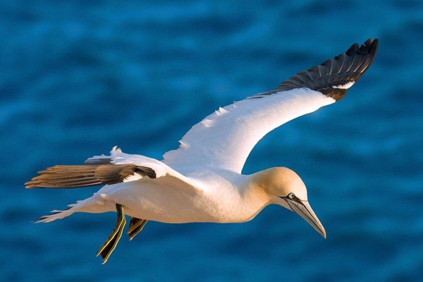 A bird in flight with white and black feathers, a long beak, and a yellow head. 2