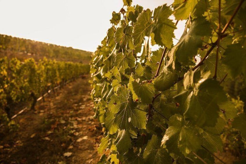 Un vignoble avec des rangées de vignes. 2