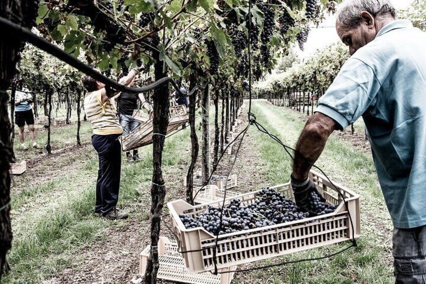 Food and Wine Tasting in Valpolicella 2