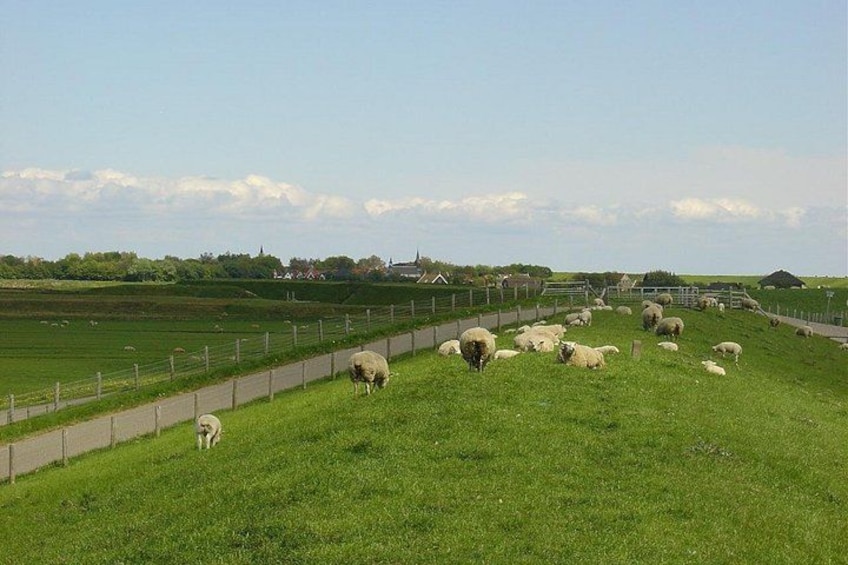 A grassy field with a fence, sheep grazing, and a road in the background. 3