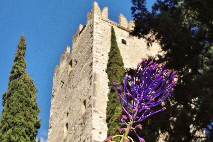 A historic stone tower with a clear sky and a purple flower in the foreground. 5