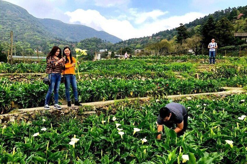 N105 Yangmingshan National Park Jinshan Old Street Yeliu Day Tour (10h)