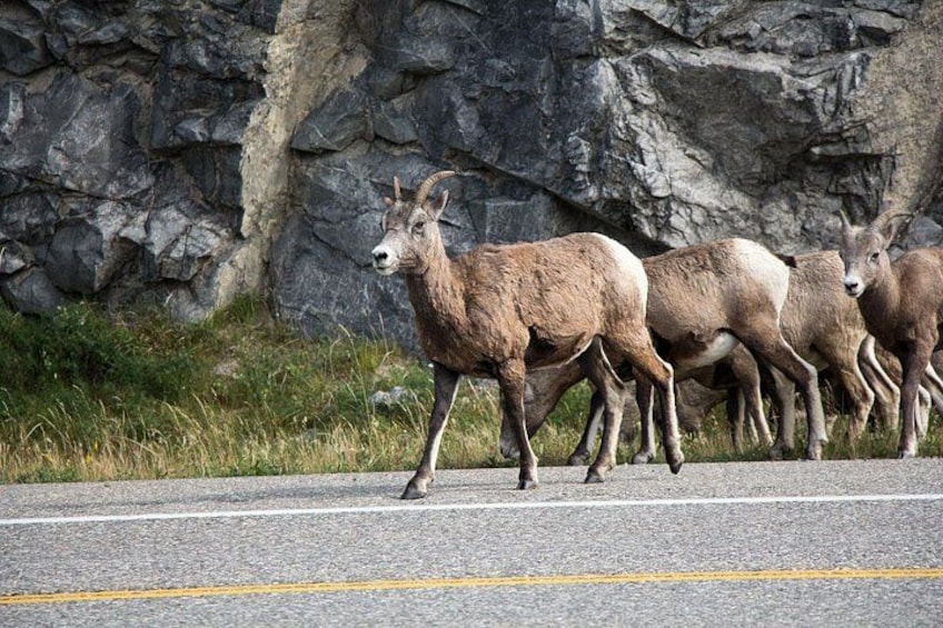Icefields Parkway Self-Guided Audio Driving Tour 3