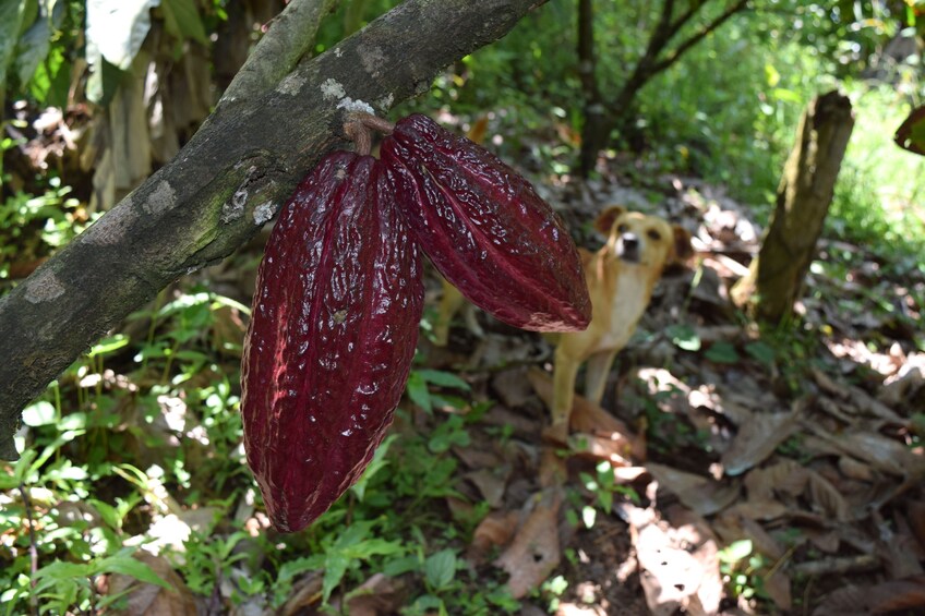 Colombian Gourmet Chocolate, Taste & Flavour experience from 2
