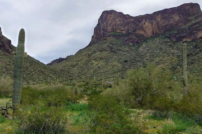 Un paysage désertique avec des cactus et une montagne en arrière-plan. 2