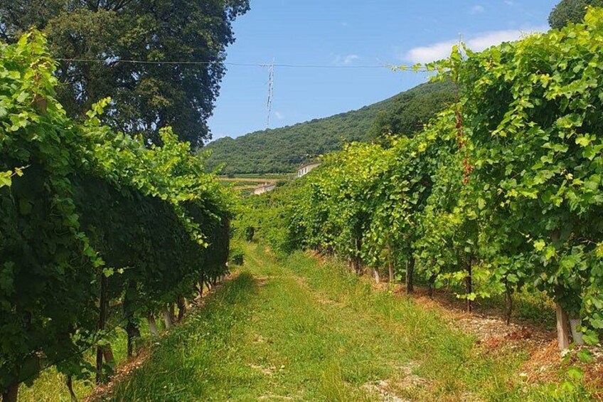 Tour in the Prosecco Hills Tour from Padua 3