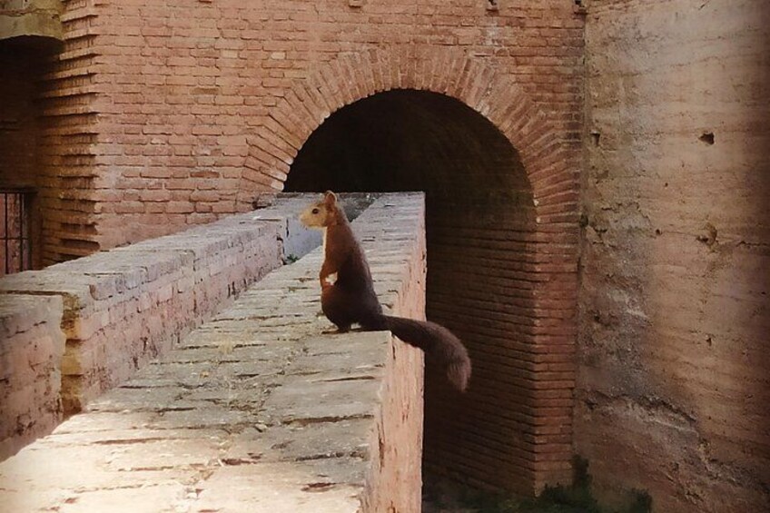 Een eekhoorn op een brug van bakstenen. 4