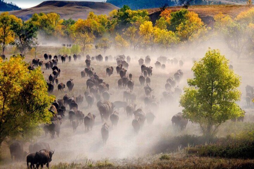 Sept 29th *Only - Custer Buffalo Roundup - Private 1