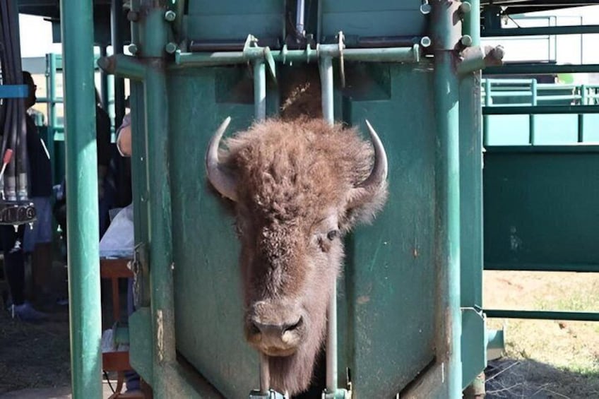 2026 - Sept 25th - Custer Buffalo Roundup and Corrals 4