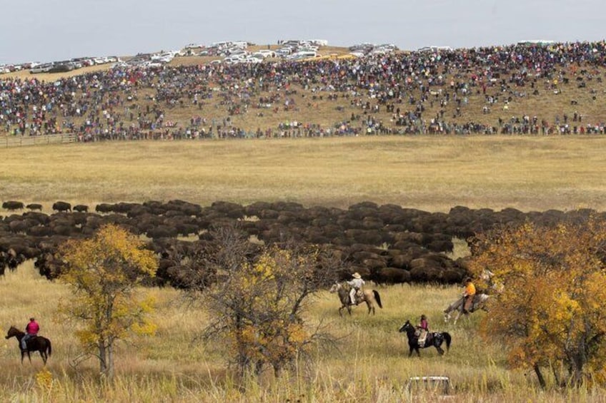 A large herd of bison in a field with people on horseback in the foreground. 1