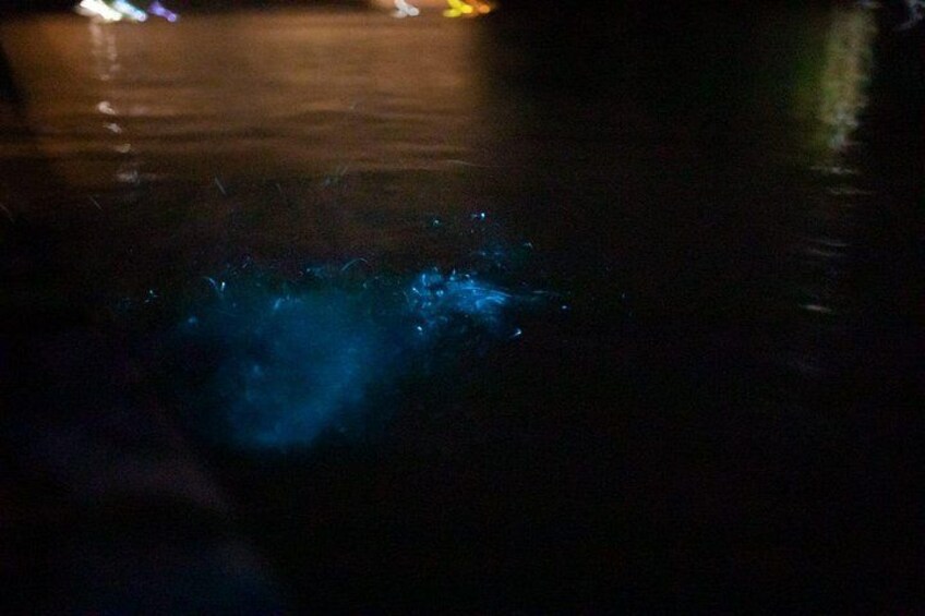 Sunset Bioluminescence Tour by Boat 3