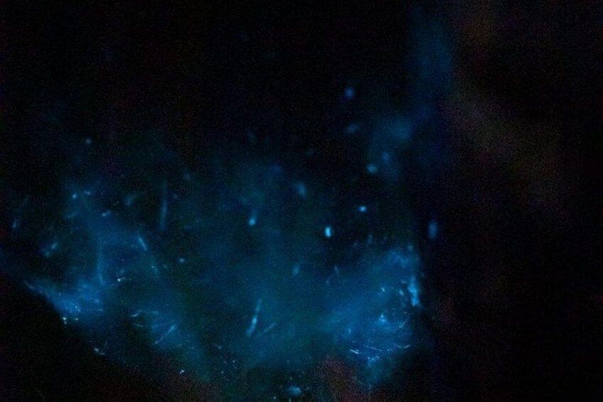 Sunset Bioluminescence Tour by Boat 1