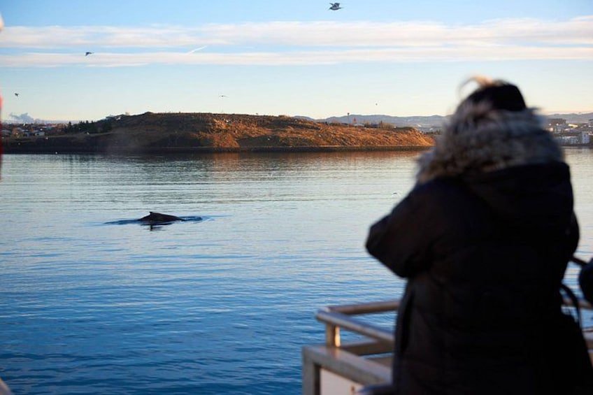 Whale Watching Cruise on a Yacht in Reykjavik 4