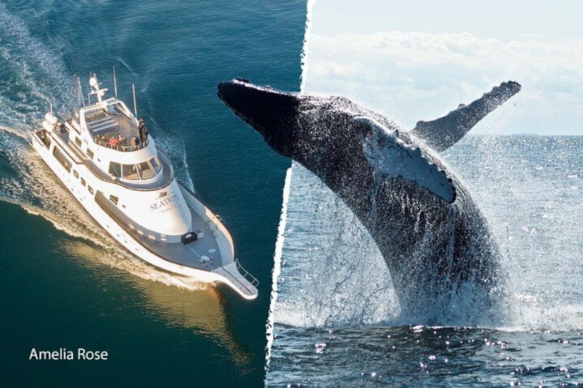 A boat and a whale breaching in the ocean. 1