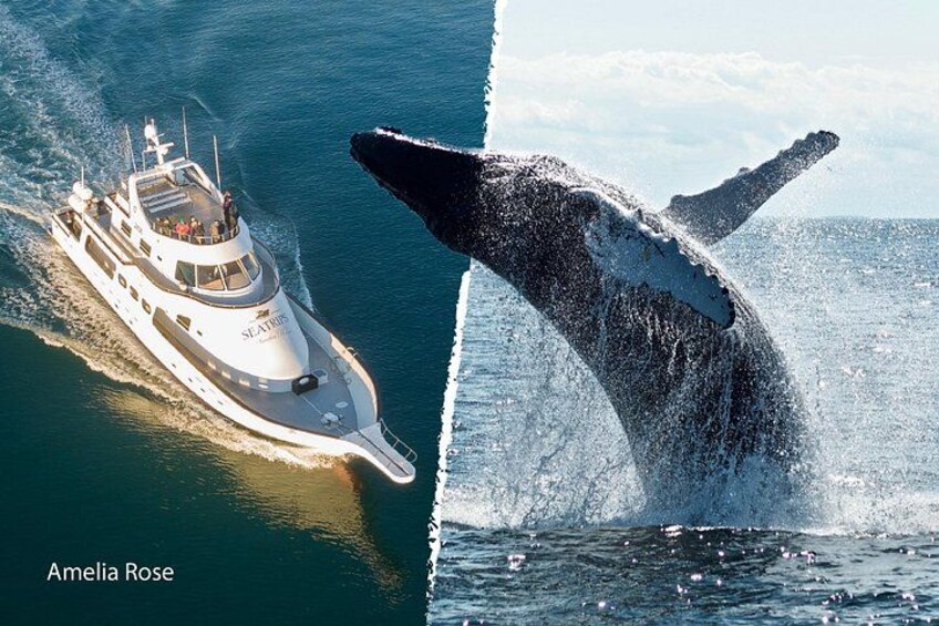 Whale Watching Cruise on a Yacht in Reykjavik 1