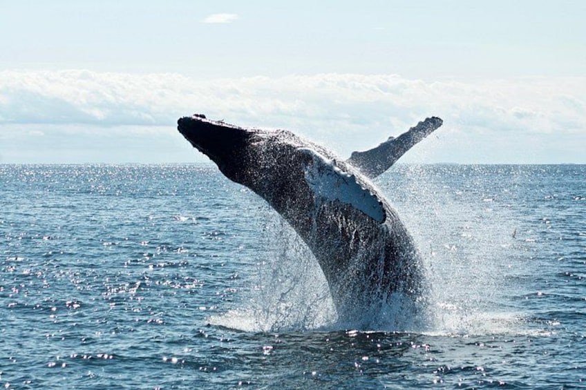 Whale Watching Cruise on a Yacht in Reykjavik 2
