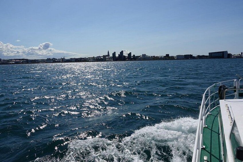 Whale Watching Cruise on a Yacht in Reykjavik 5