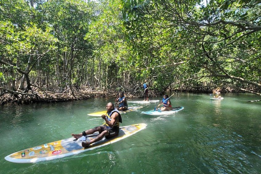 Persone su tavole da paddleboard in una zona di mangrovie. 5