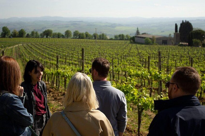 visit to the vineyard 2
