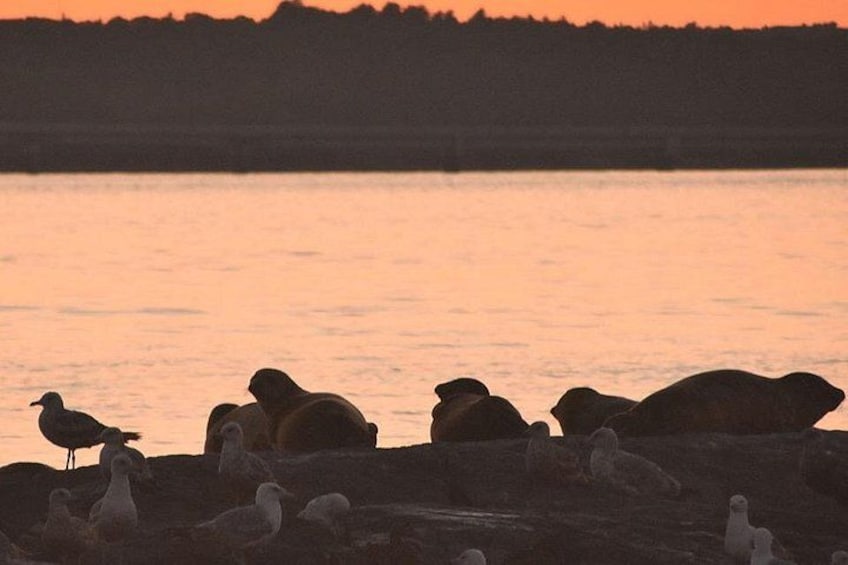Seals at Halfway Rock 5