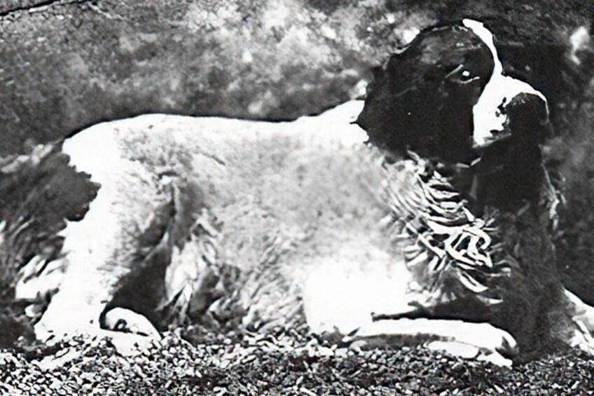 Bum the Dog 3