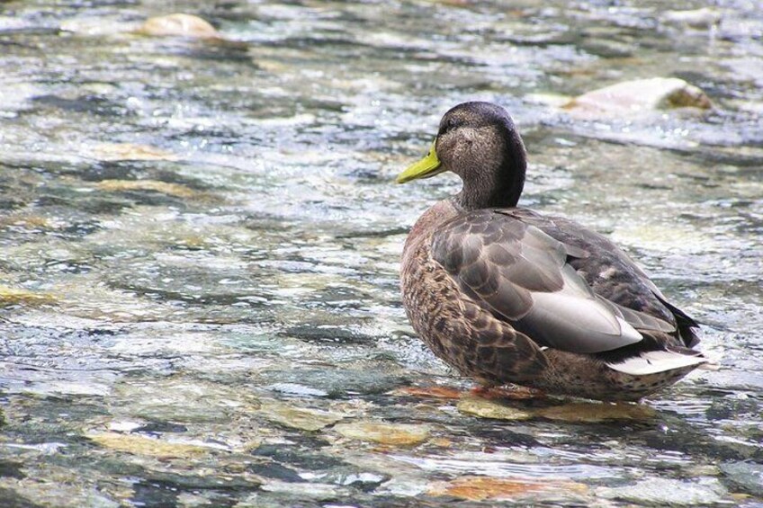 The pristine ecosystem of Kamikochi is a haven for wildlife 2