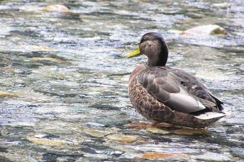 A duck swimming in a clear stream with rocks and pebbles. 3