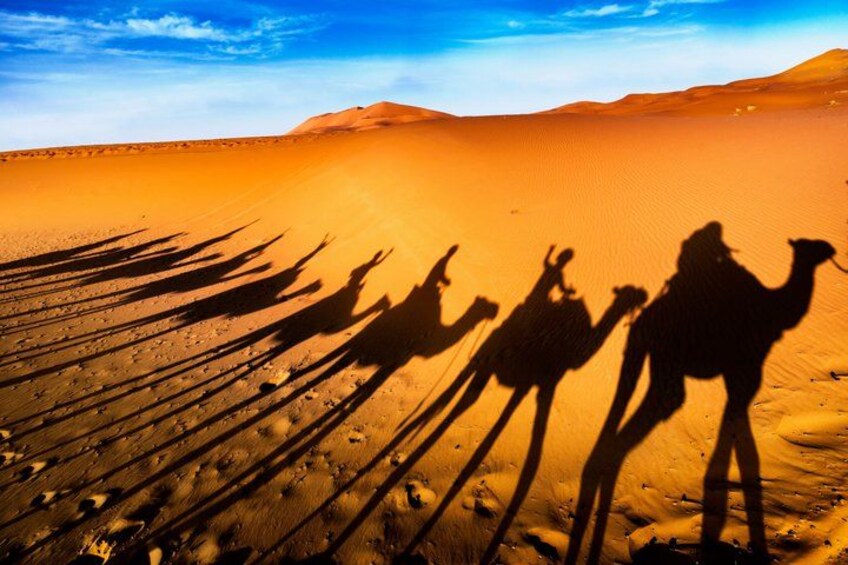 A desert landscape with camels and their shadows. 5