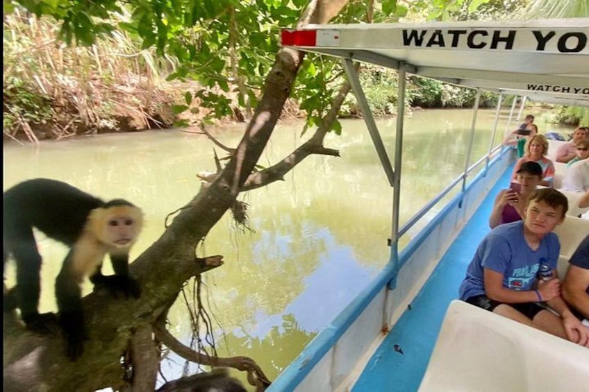 Un bote con gente observando un mono en una rama de árbol. 4