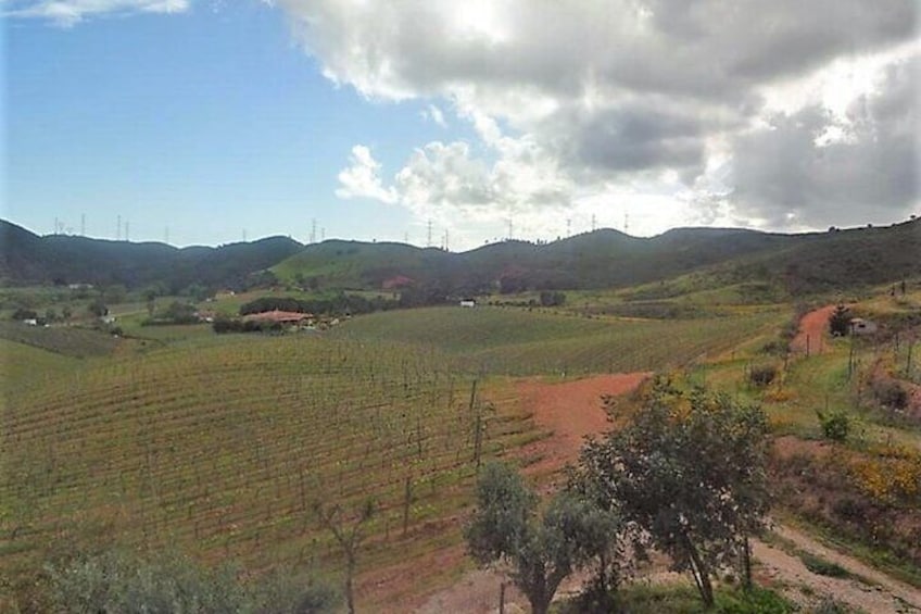 A vineyard with rows of grapevines, a dirt path, and distant hills. 1
