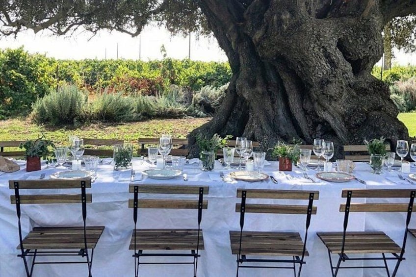 An outdoor dining setup with a large tree in the background. 5