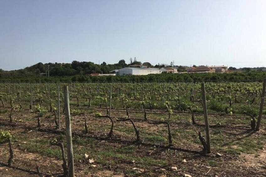 Algarve Wine Tour of Two Wine Estates 2
