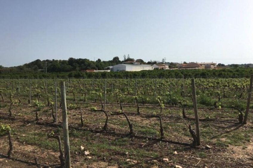 Algarve Wine Tour of Two Wine Estates 3