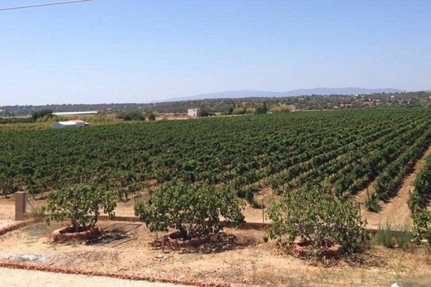 Algarve wine tour and lunch in Silves or time to visit the city 3