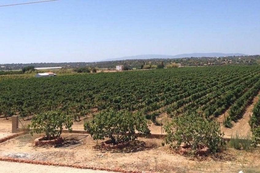 A vineyard with rows of grapevines. 3