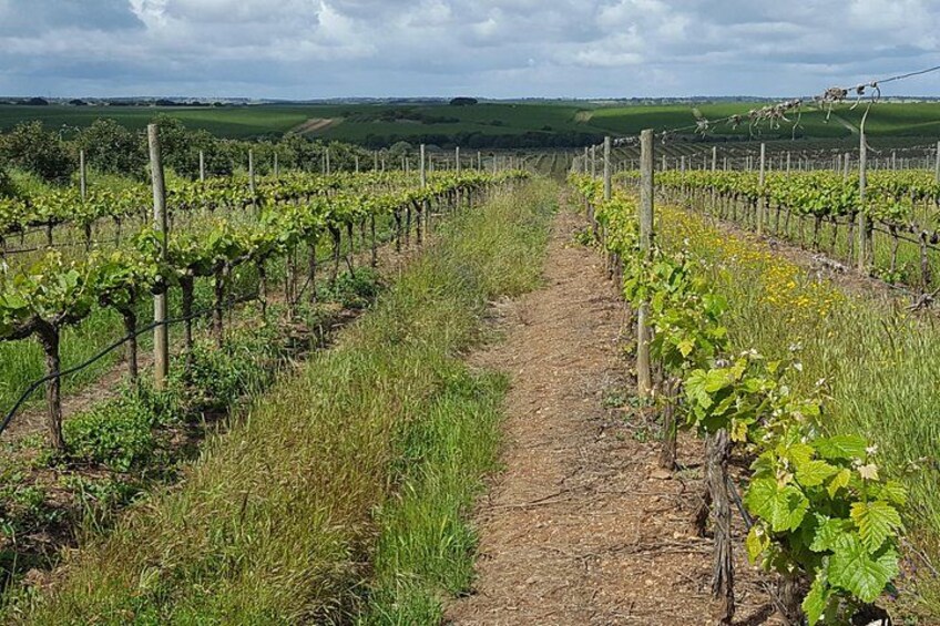 Alentejo Wine Tour from the Algarve 3