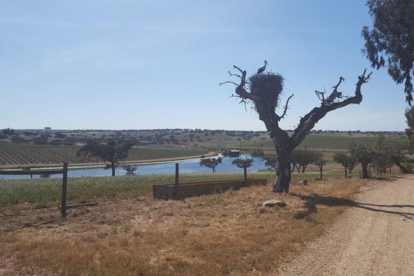 Alentejo Wine Tour from the Algarve 3