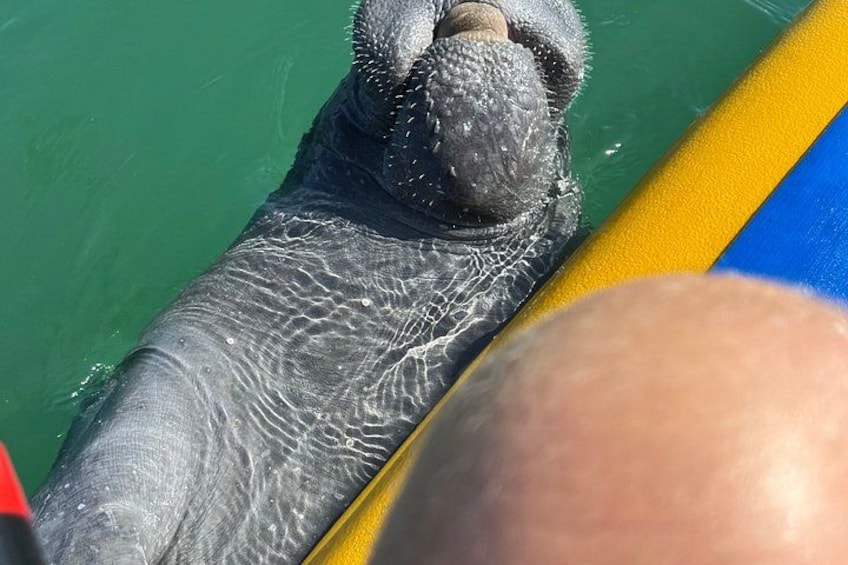 Mangroves, Midnight Pass & Hidden Beach Kayak Tour | Siesta Key 2