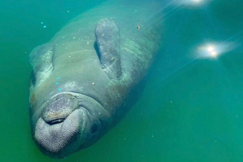 A manatee swimming in clear water. 4