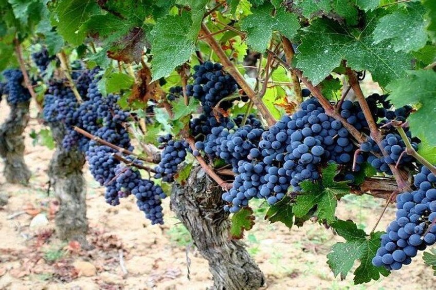 Loire Valley vineyard 1